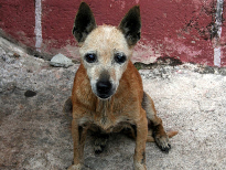 Animales maltratados Una lacra con la que debemos terminar - facilisimo.com
